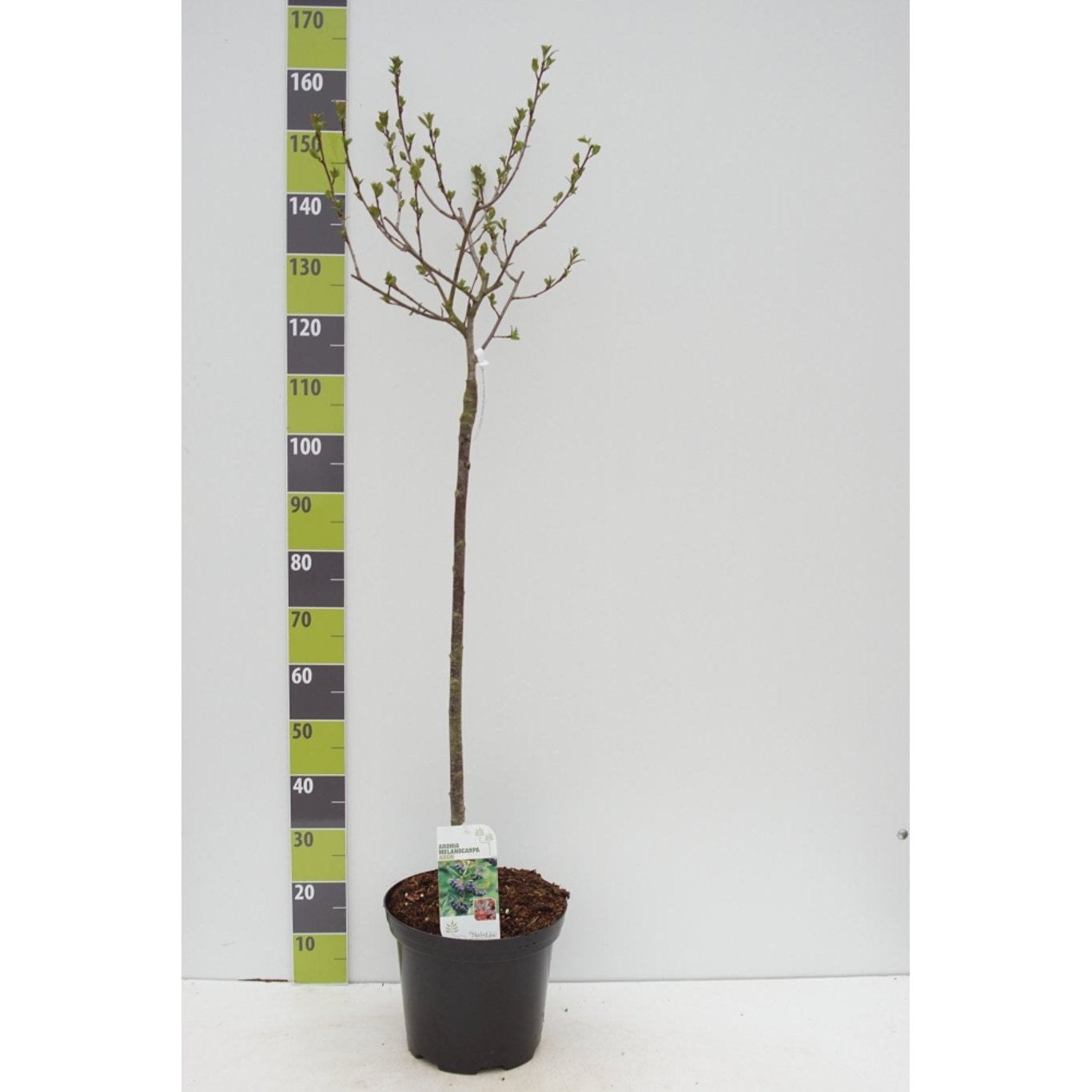 Slånaronia – Aronia prunifolia 'Aron' - 120 CM Stem C20